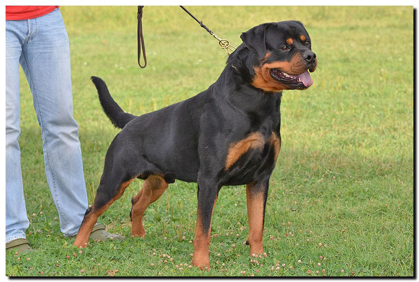 Excalibur vom Quercus Wald Excalibur vom Quercus Wald